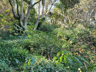Photo of part of the Hilton garden the South African artist Francois Hugo